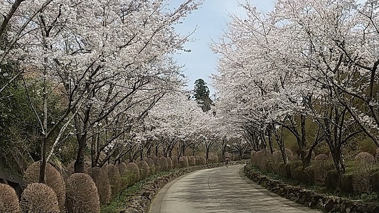 写真の説明を入れます